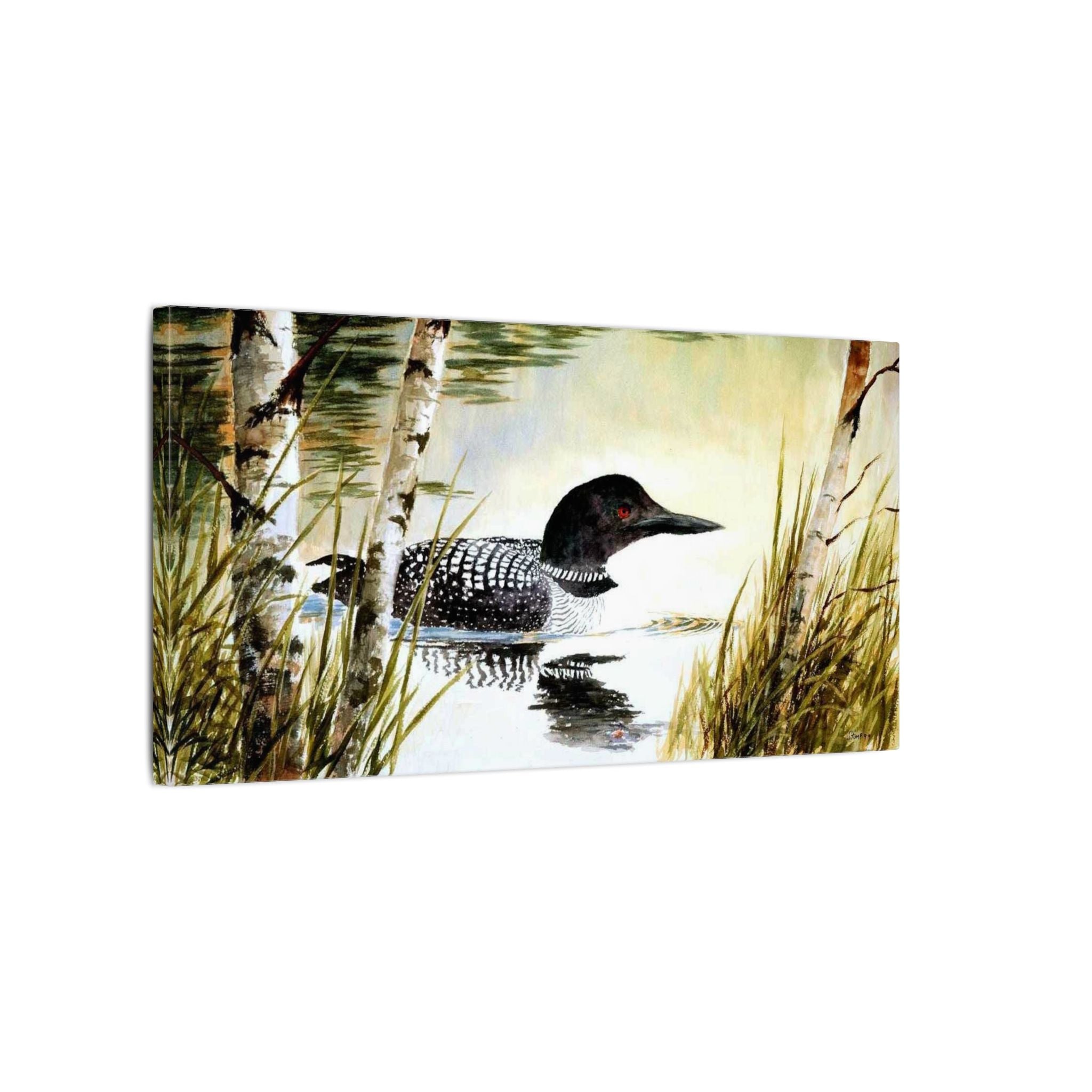 Common Loon On The Lake Watercolor Gallery  Canvas 12"x20"